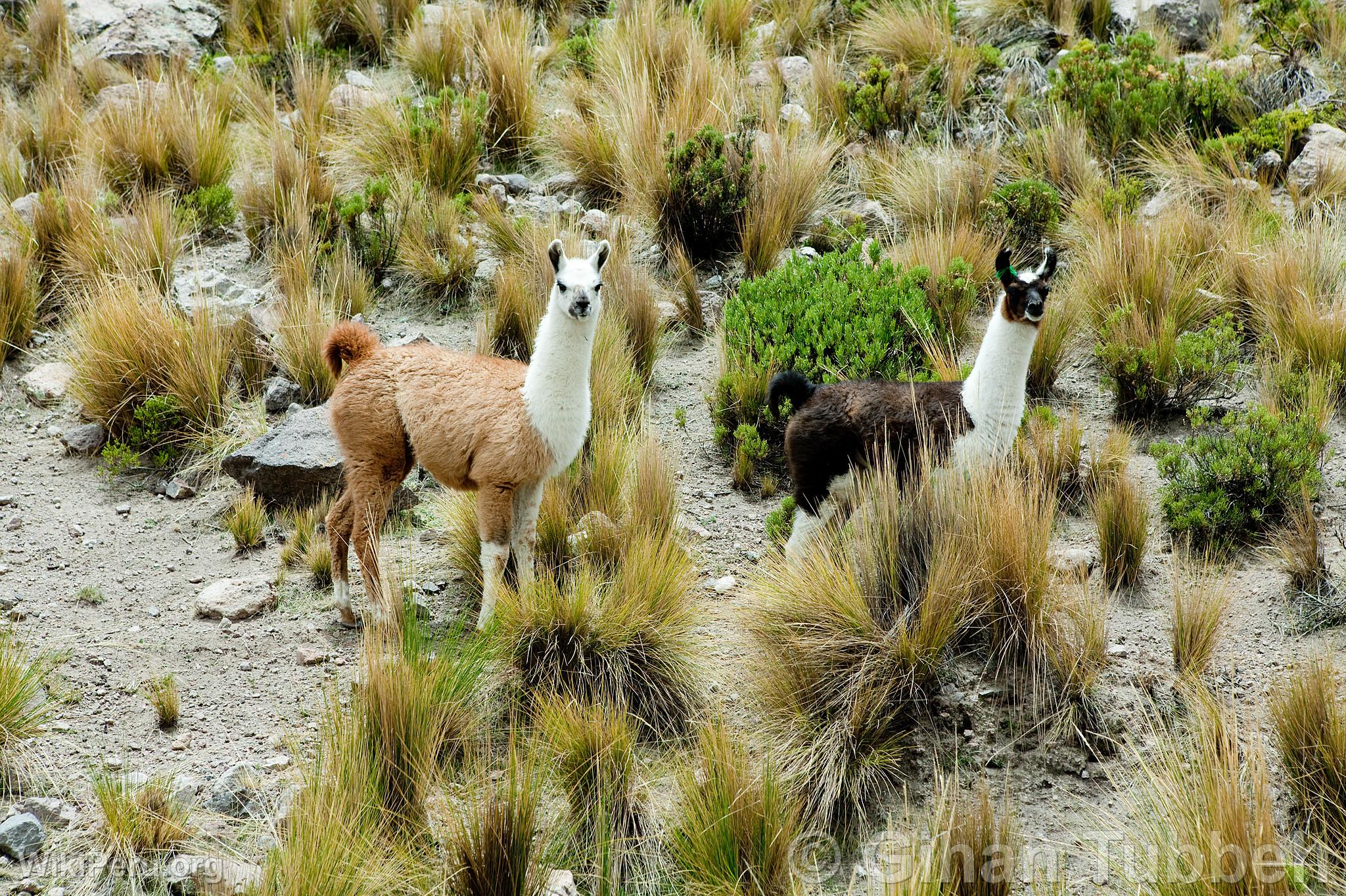 Llama dans le Colca