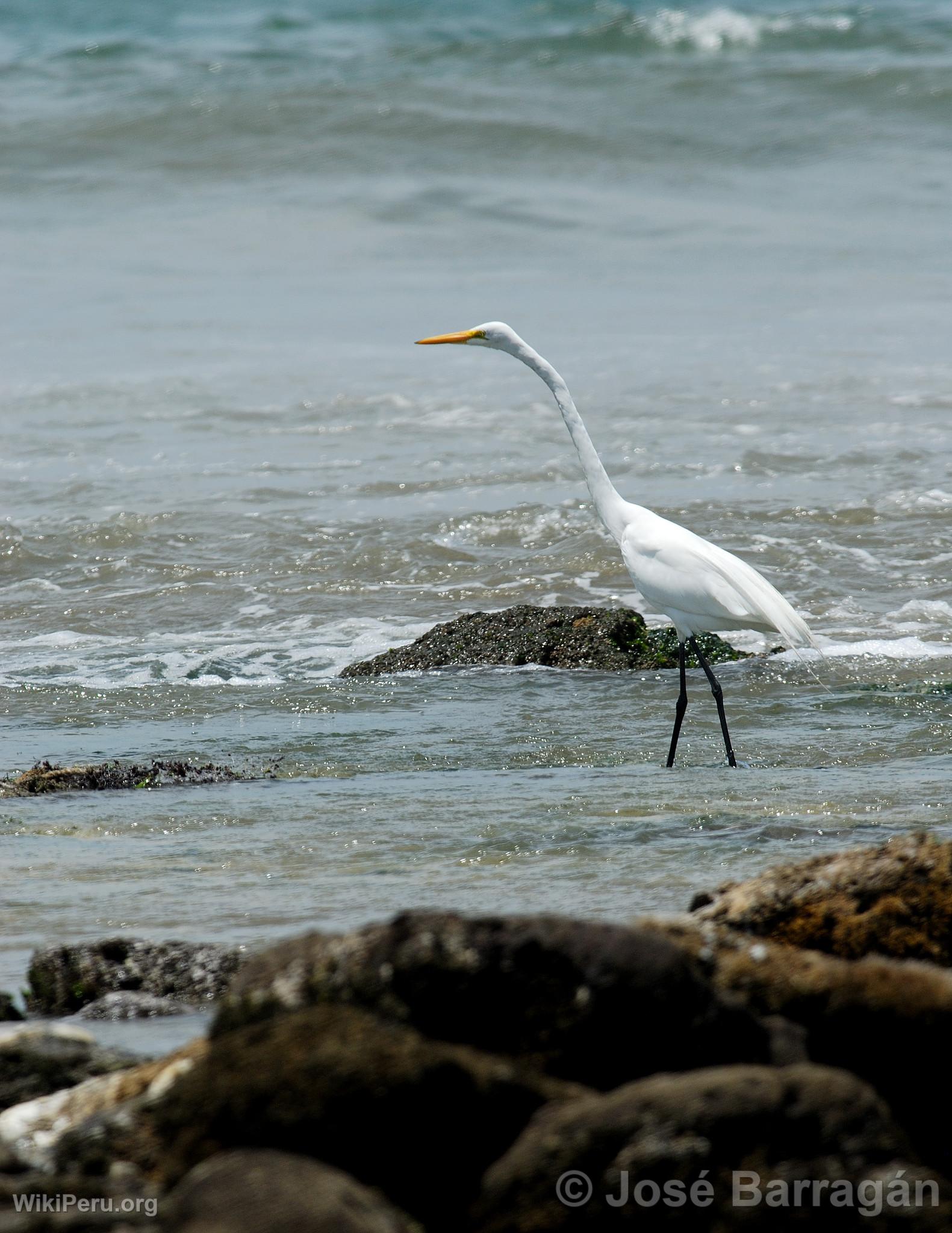 Grande aigrette  Mncora