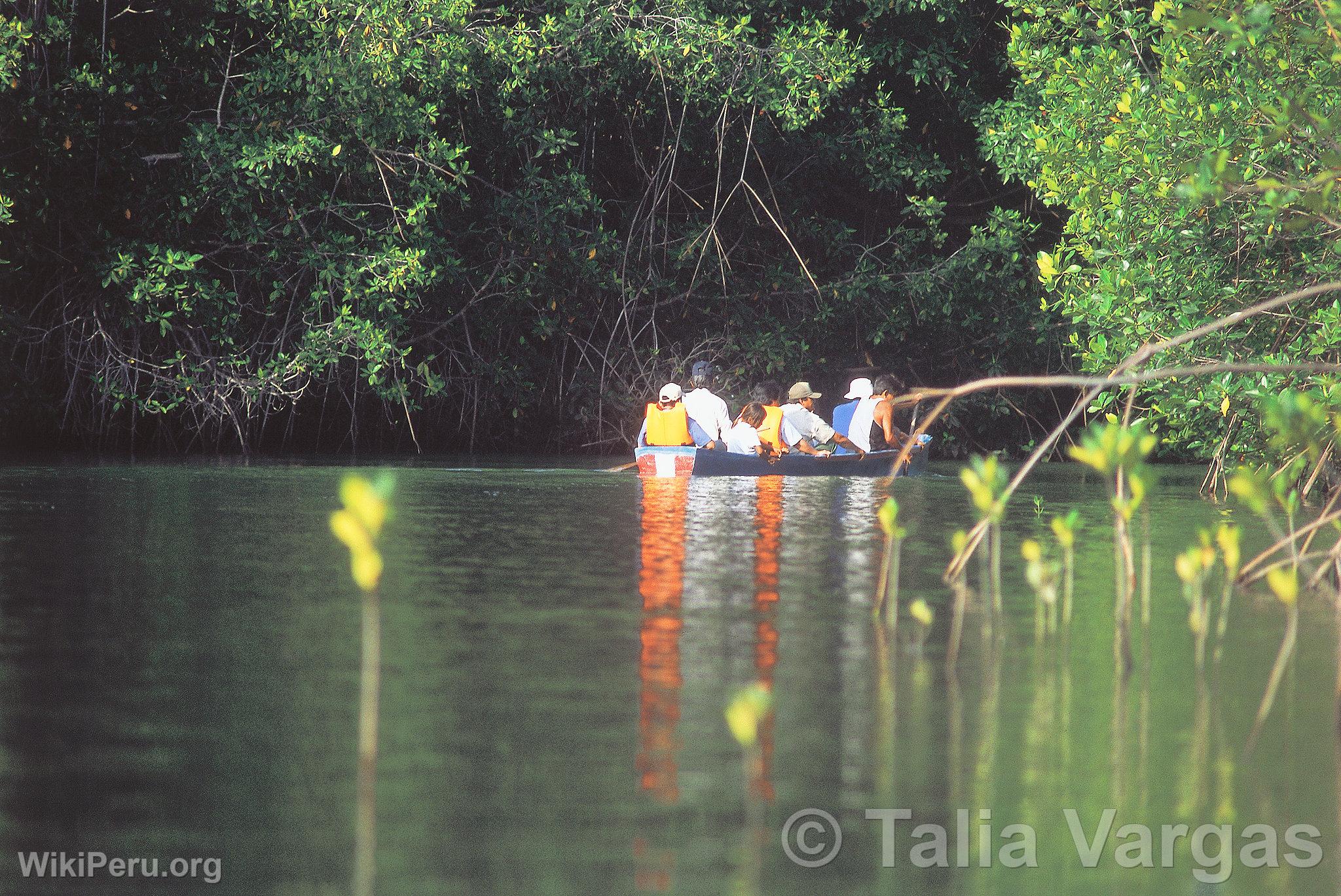 Touriste dans le mangrove El Bendito