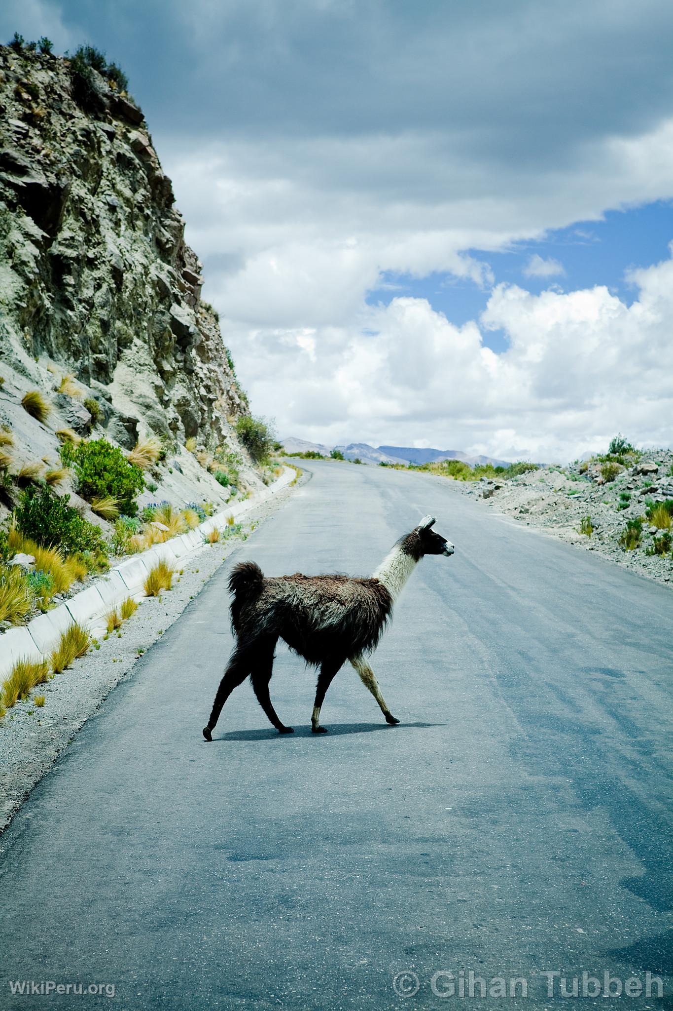 Llama dans le Colca