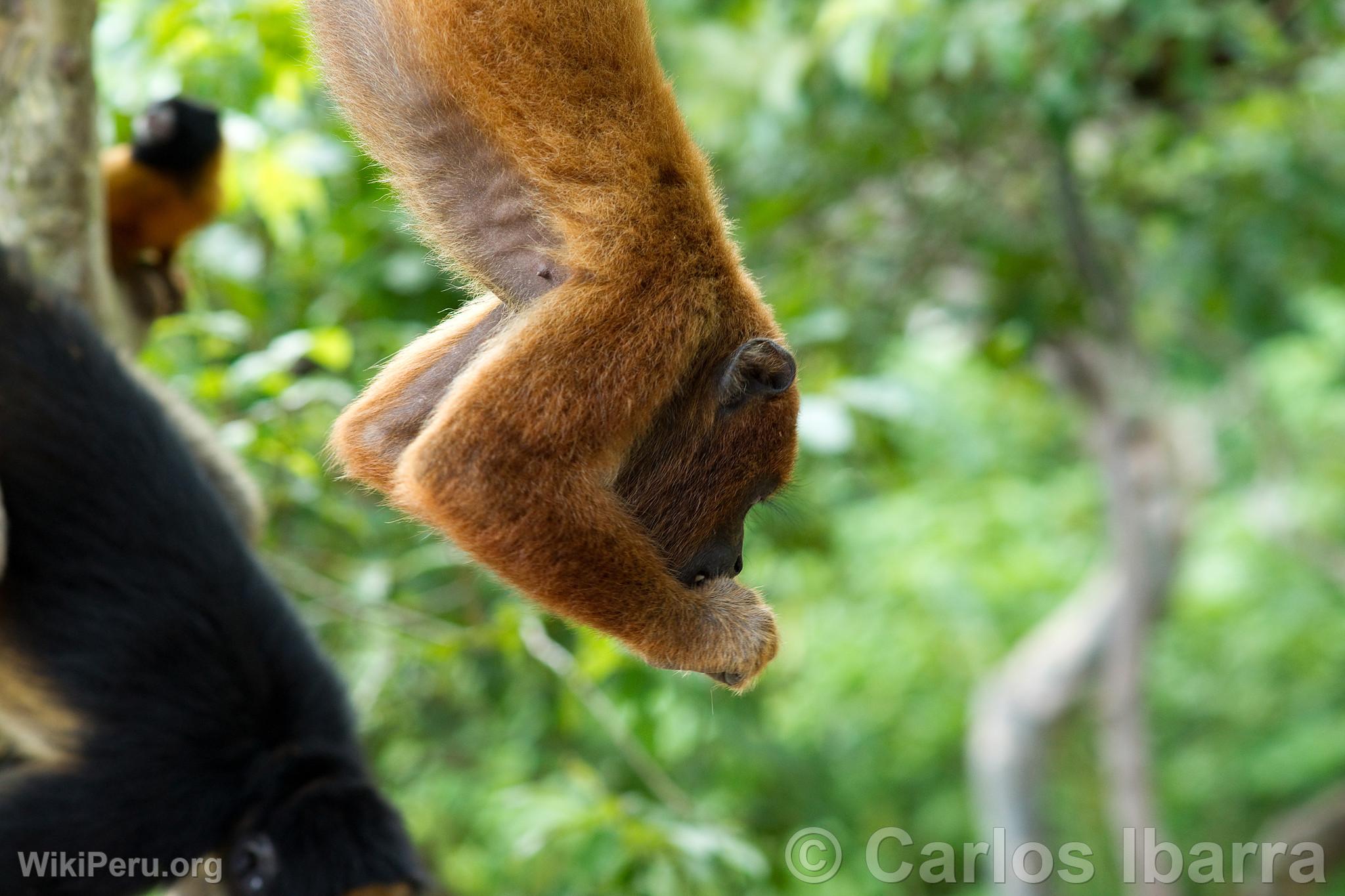 Singe hurleur rouge