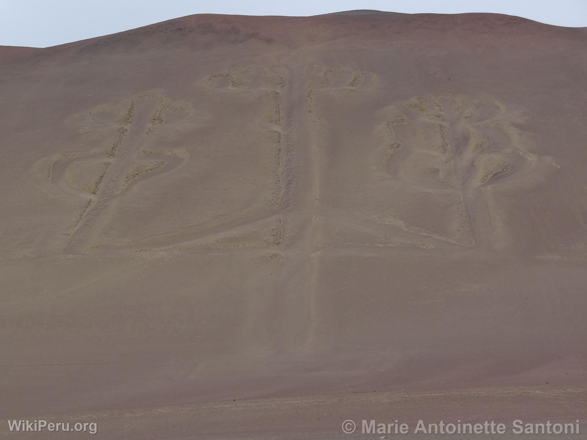 Iles Ballestas, Paracas