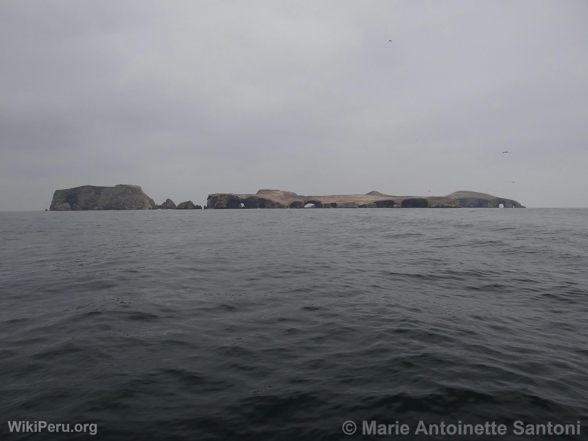 Iles Ballestas, Paracas