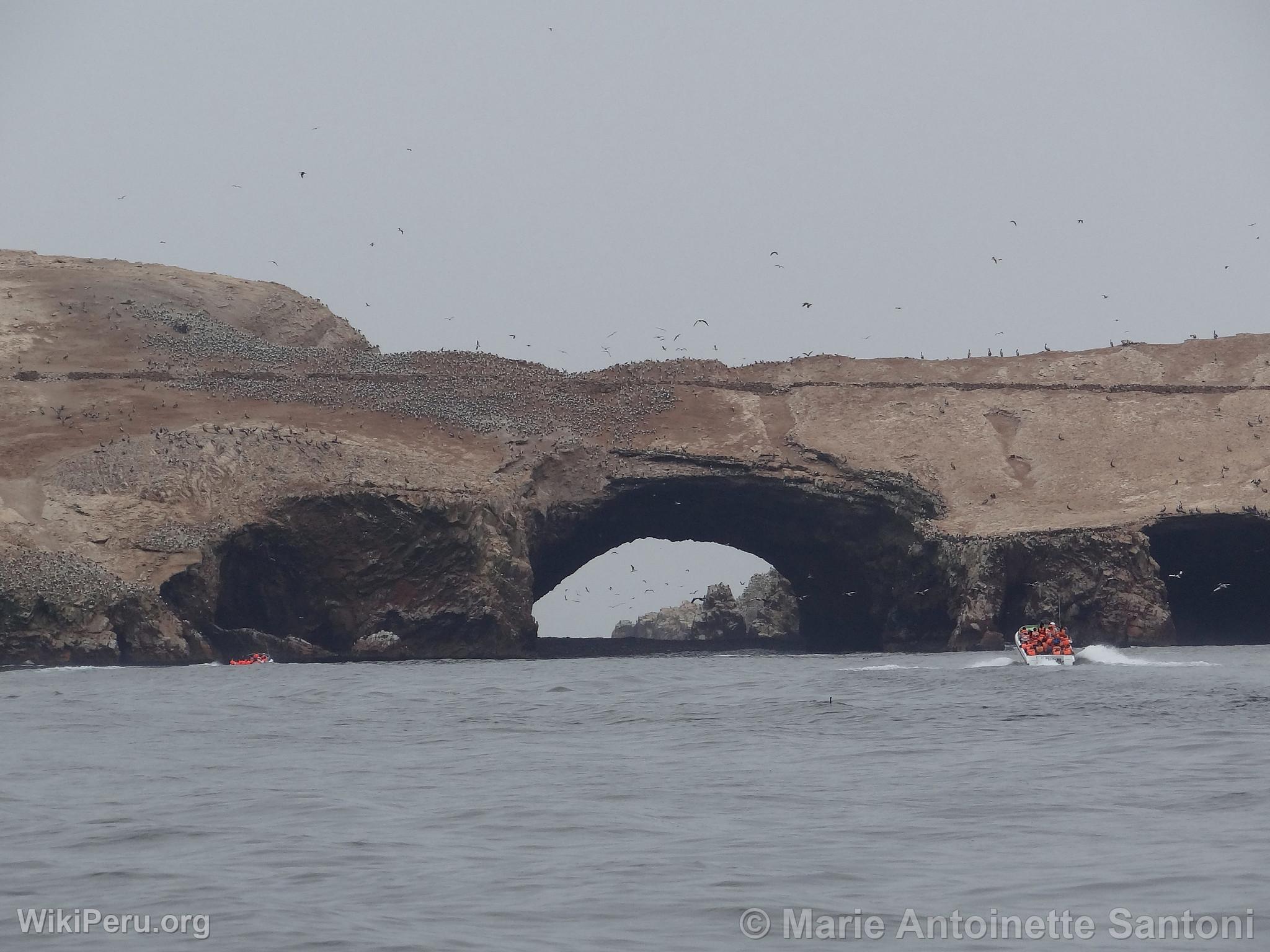 Iles Ballestas, Paracas