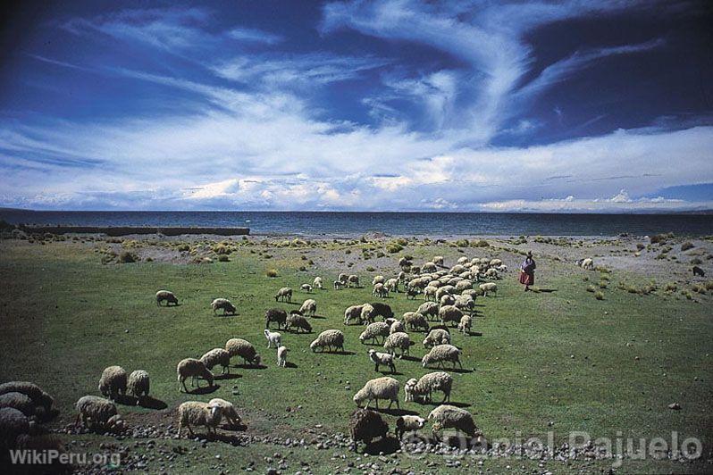 Pturage sur les rives du Titicaca