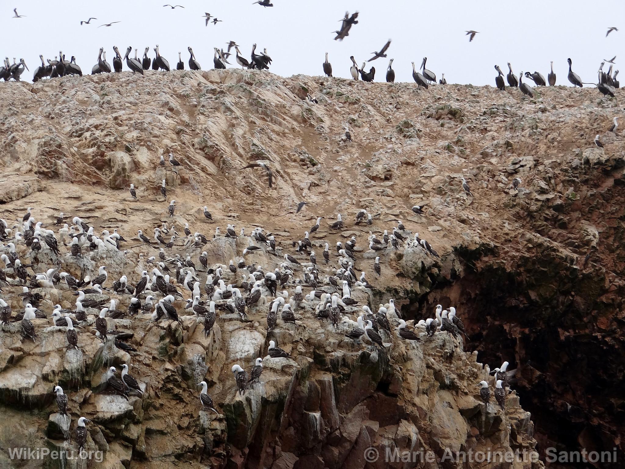 Iles Ballestas, Paracas