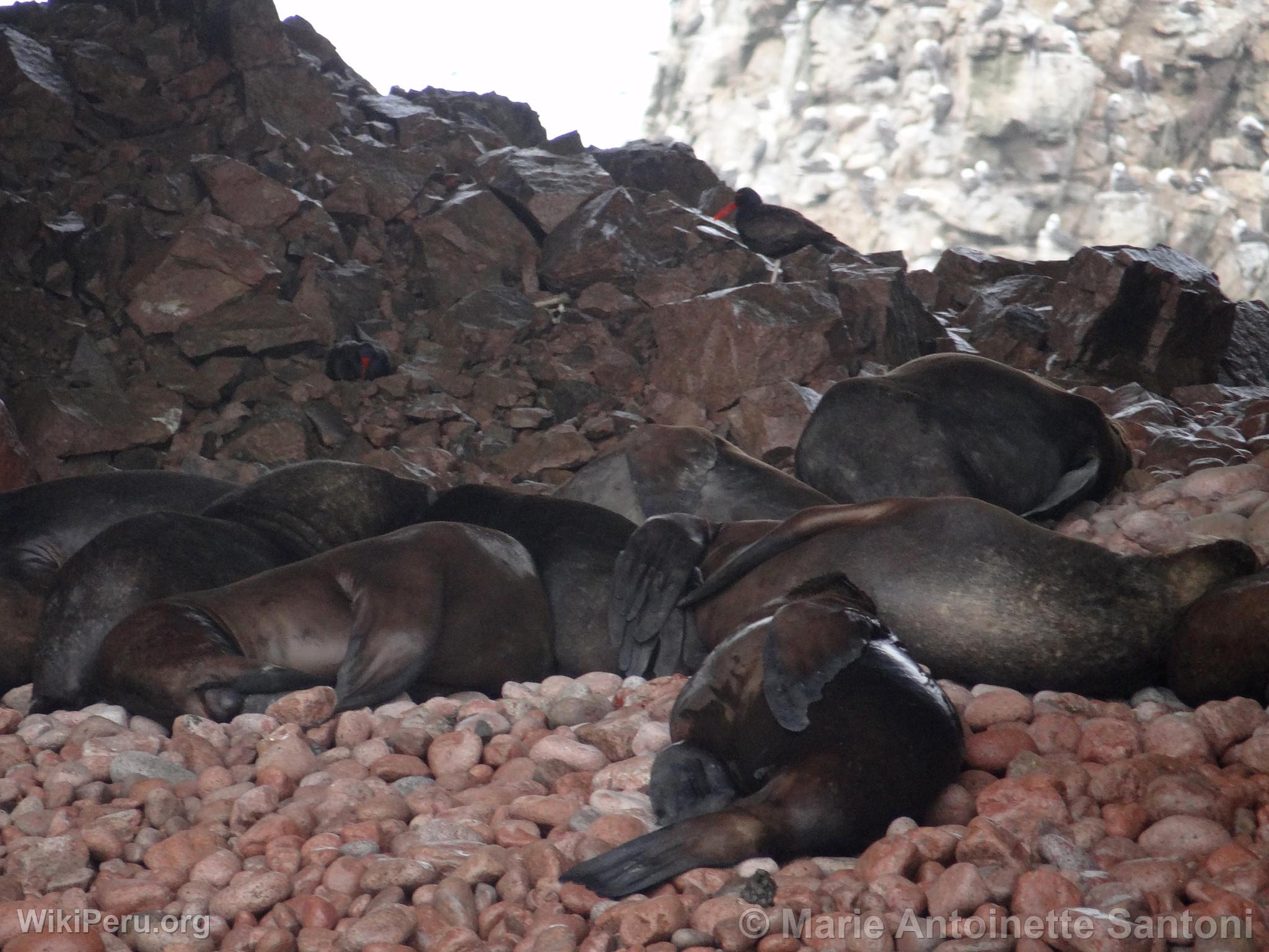 Iles Ballestas, Paracas