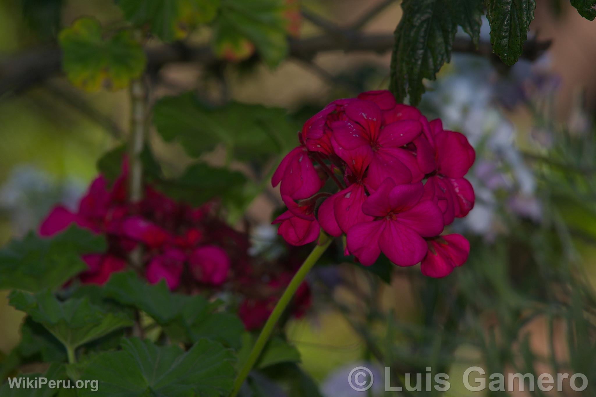 Fleurs sauvages