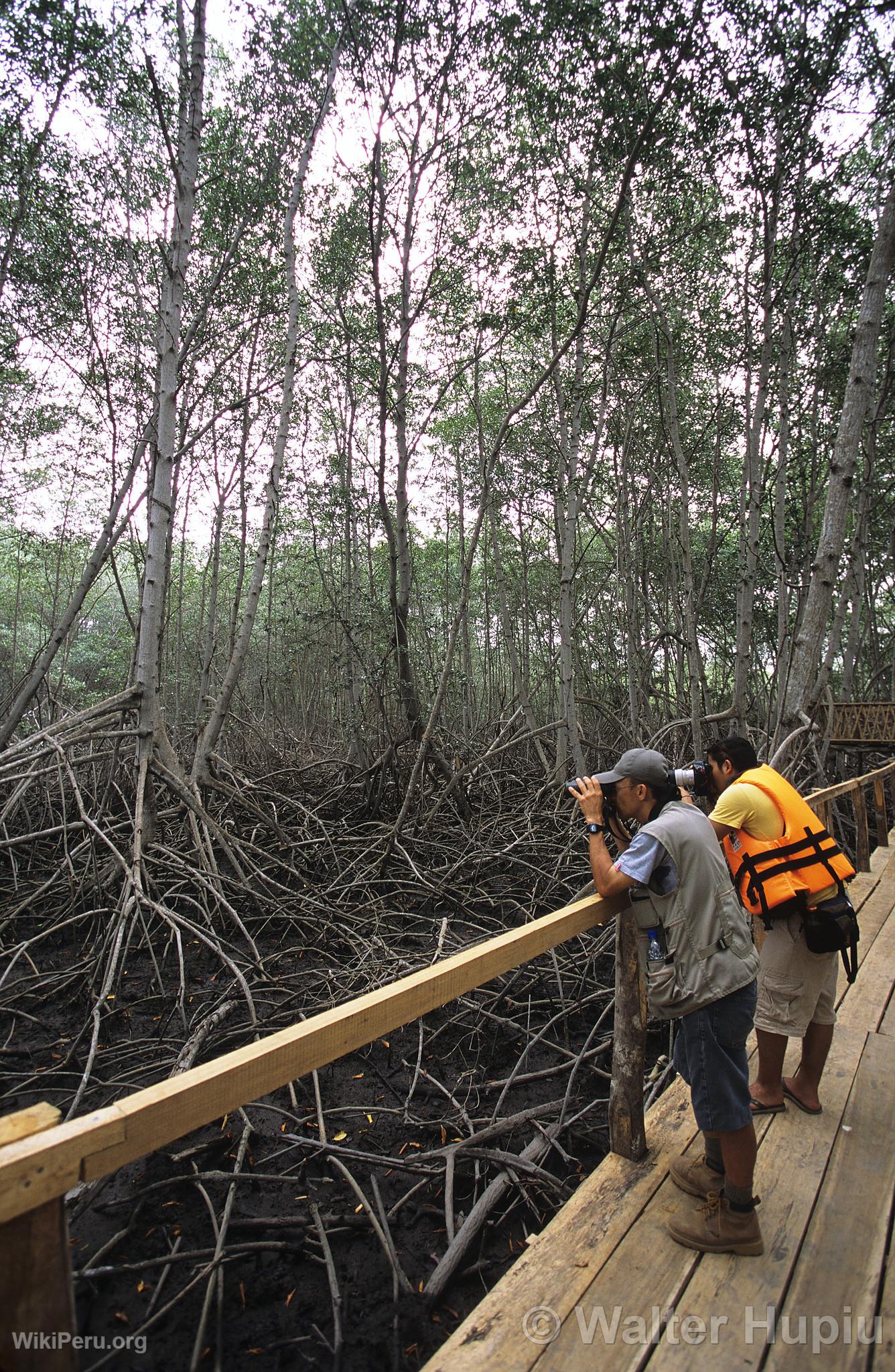 Touristes dans les mangroves de Tumbes