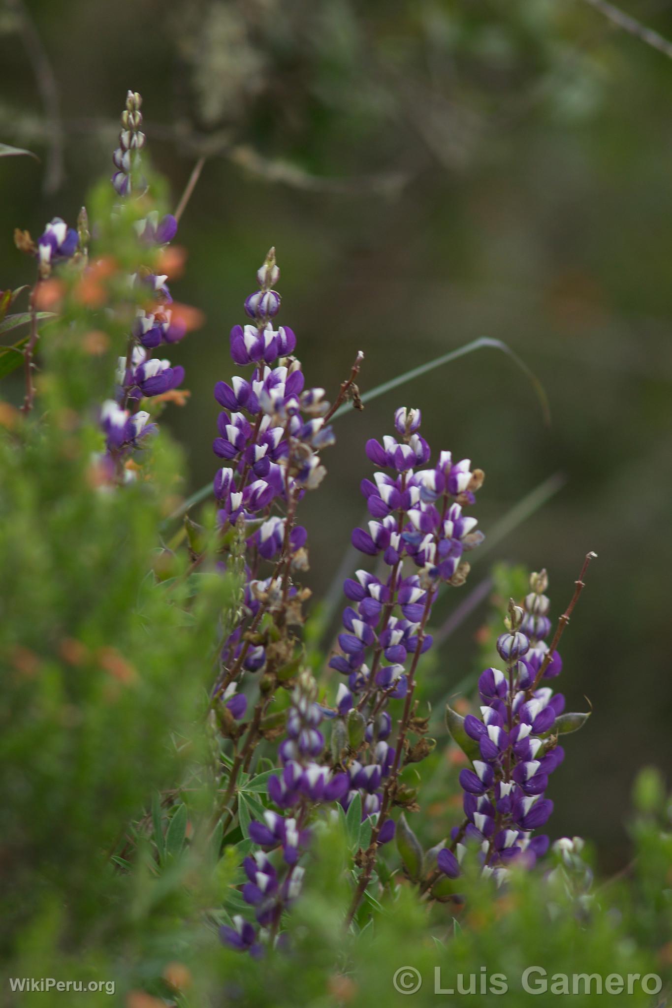 Fleurs sauvages, Kulap