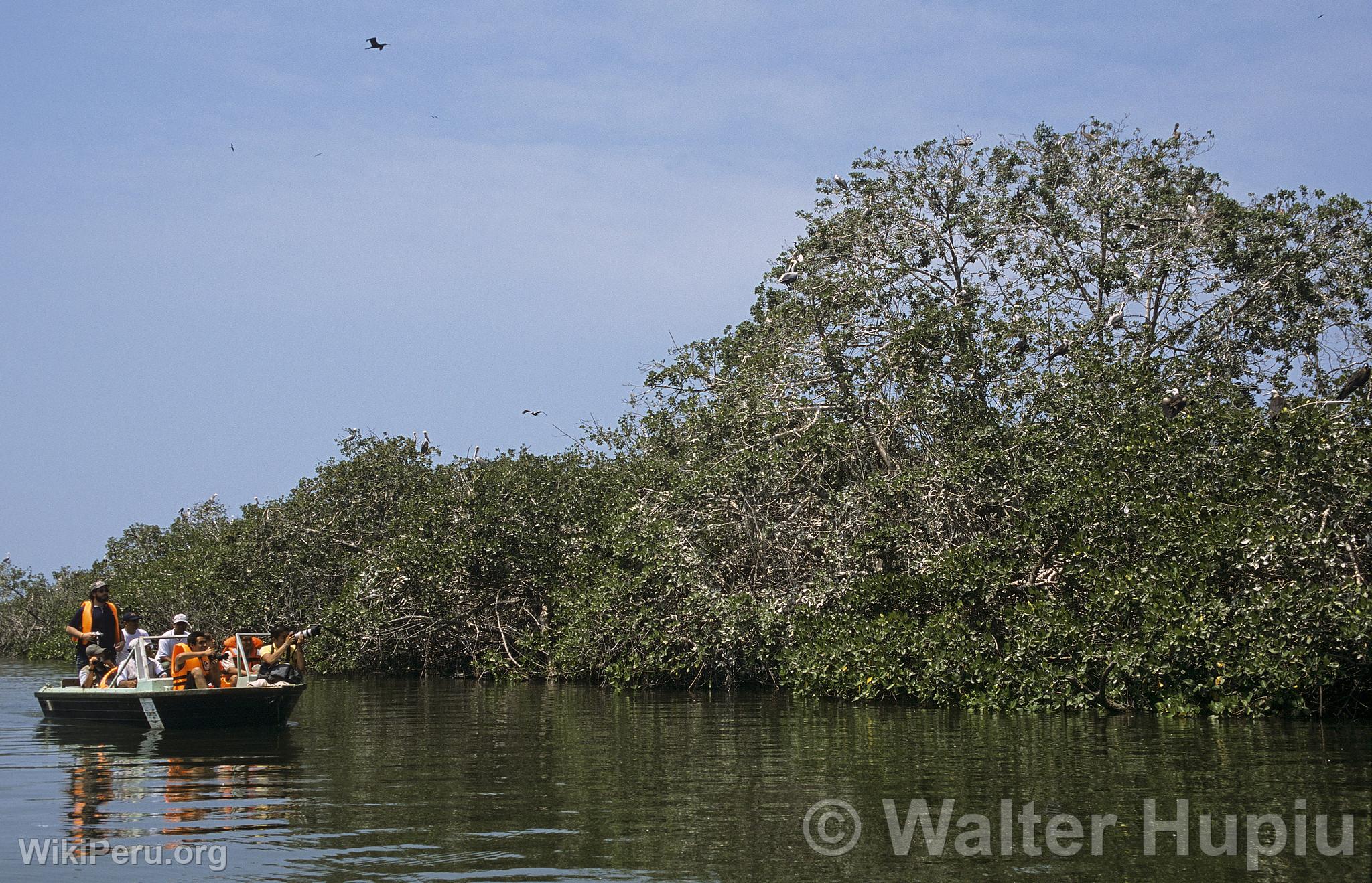 Touristes dans les mangroves de Tumbes