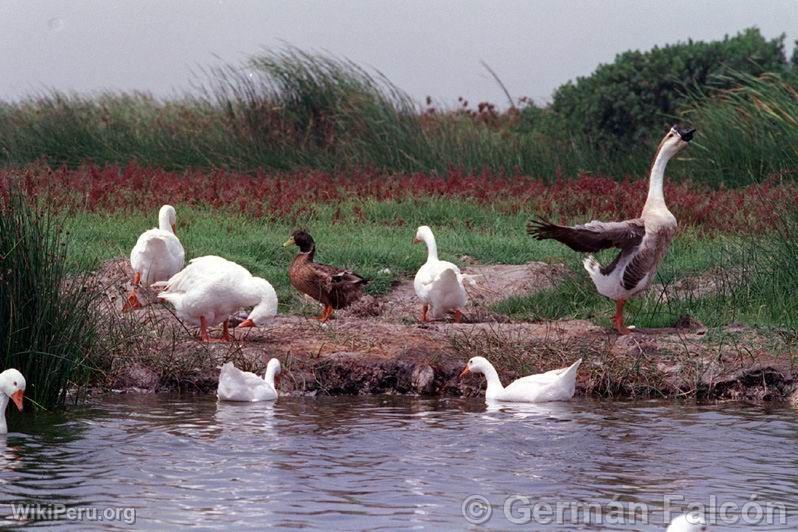 Oiseaux aux marais de Villa