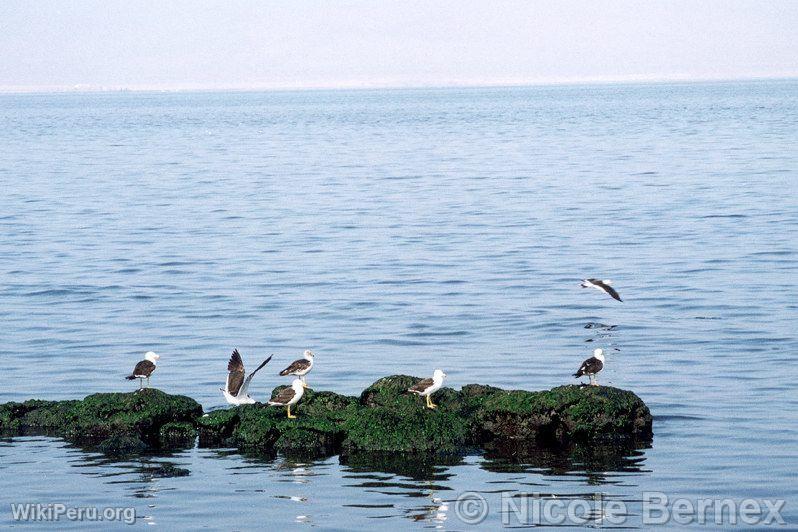 Baie de Paracas