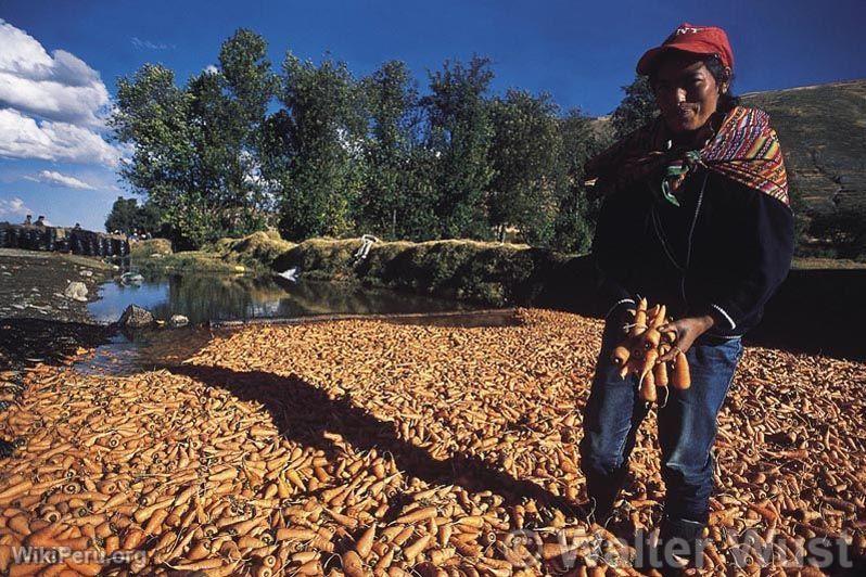 Rcolte de carottes dans la valle du Mantaro