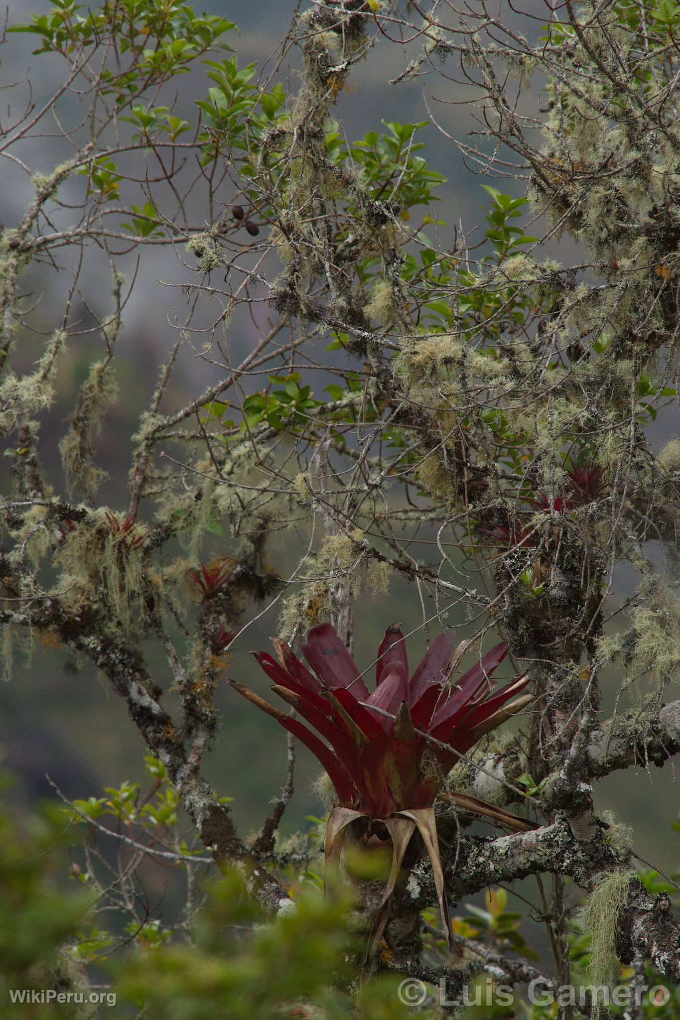 Fleurs sauvages, Kulap