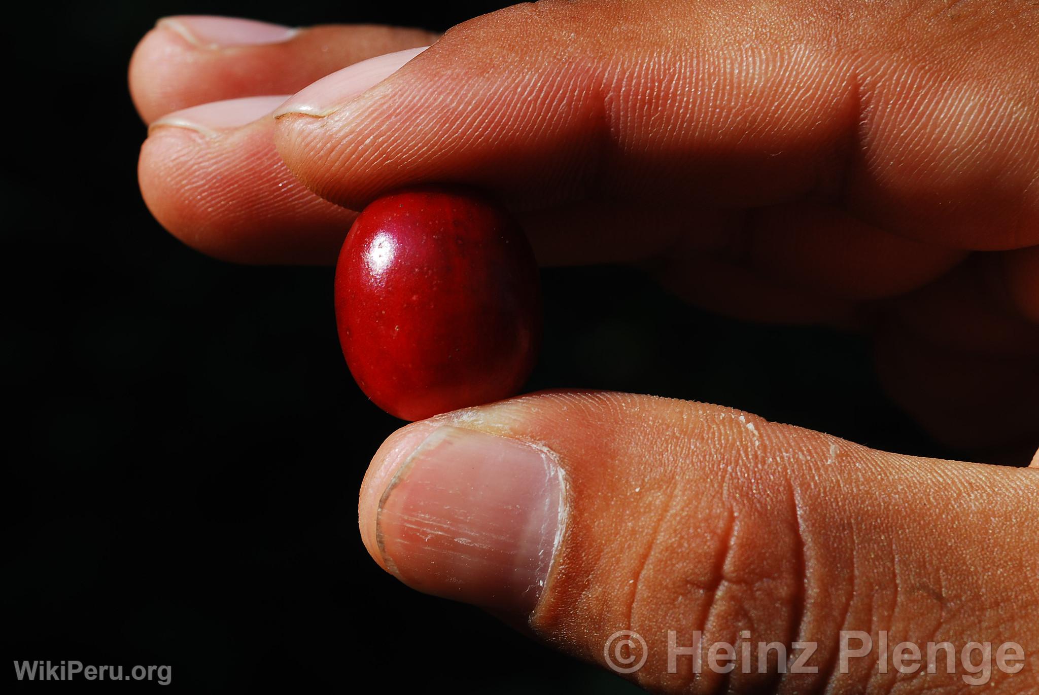 Grain de caf cerise