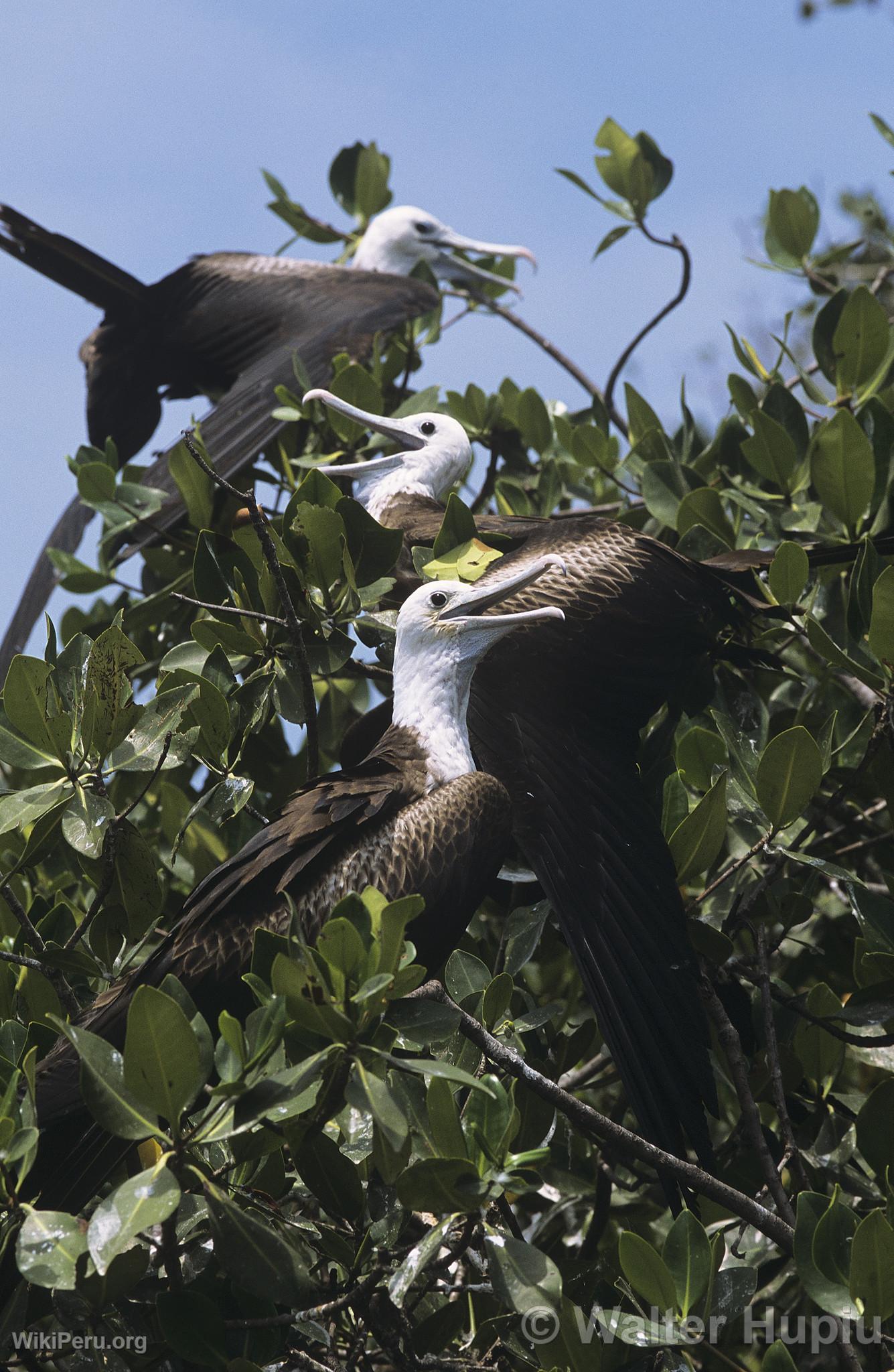 Mangroves de Tumbes