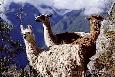 Lamas, Machu Picchu