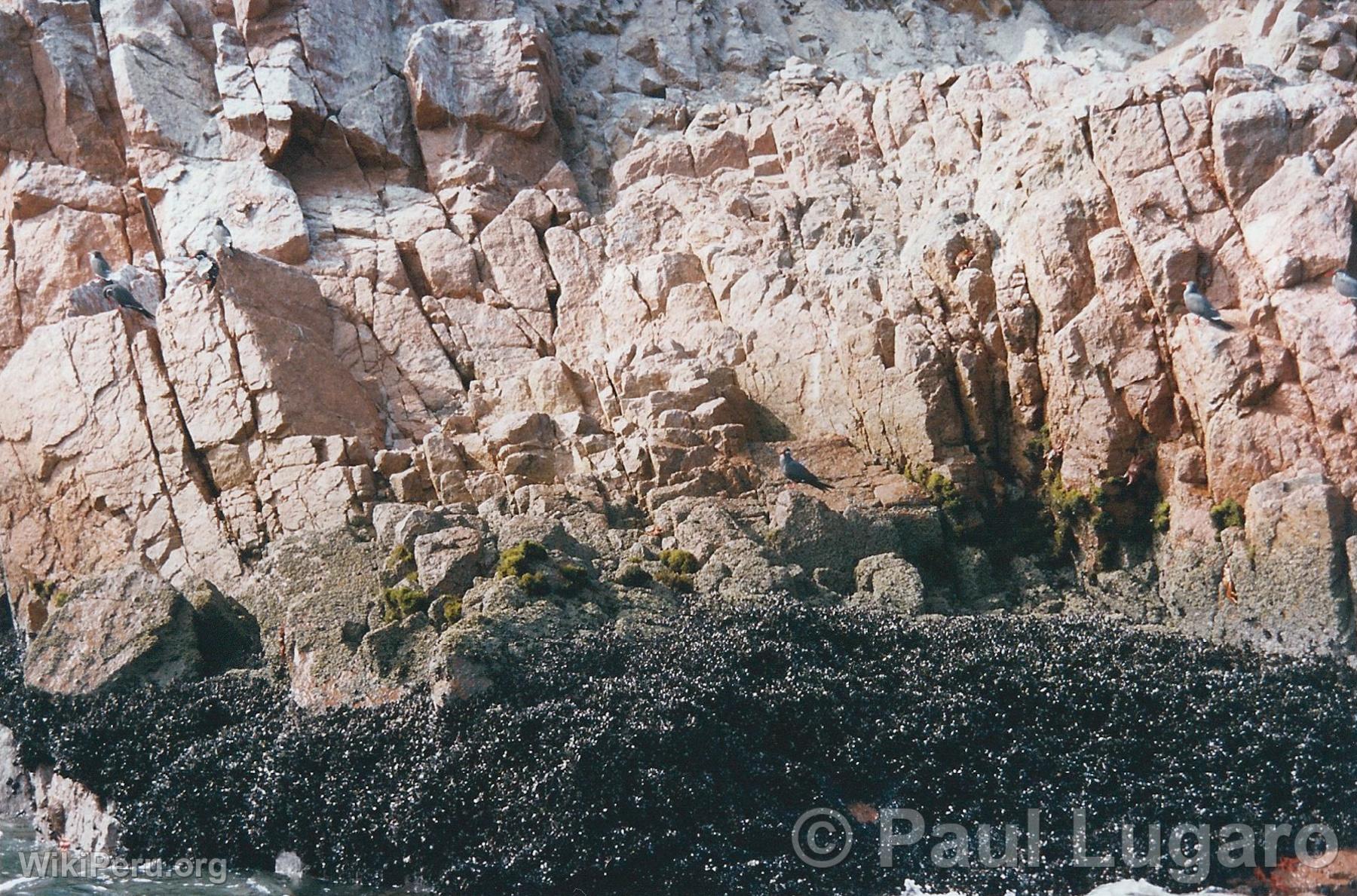 Iles Ballestas, Paracas