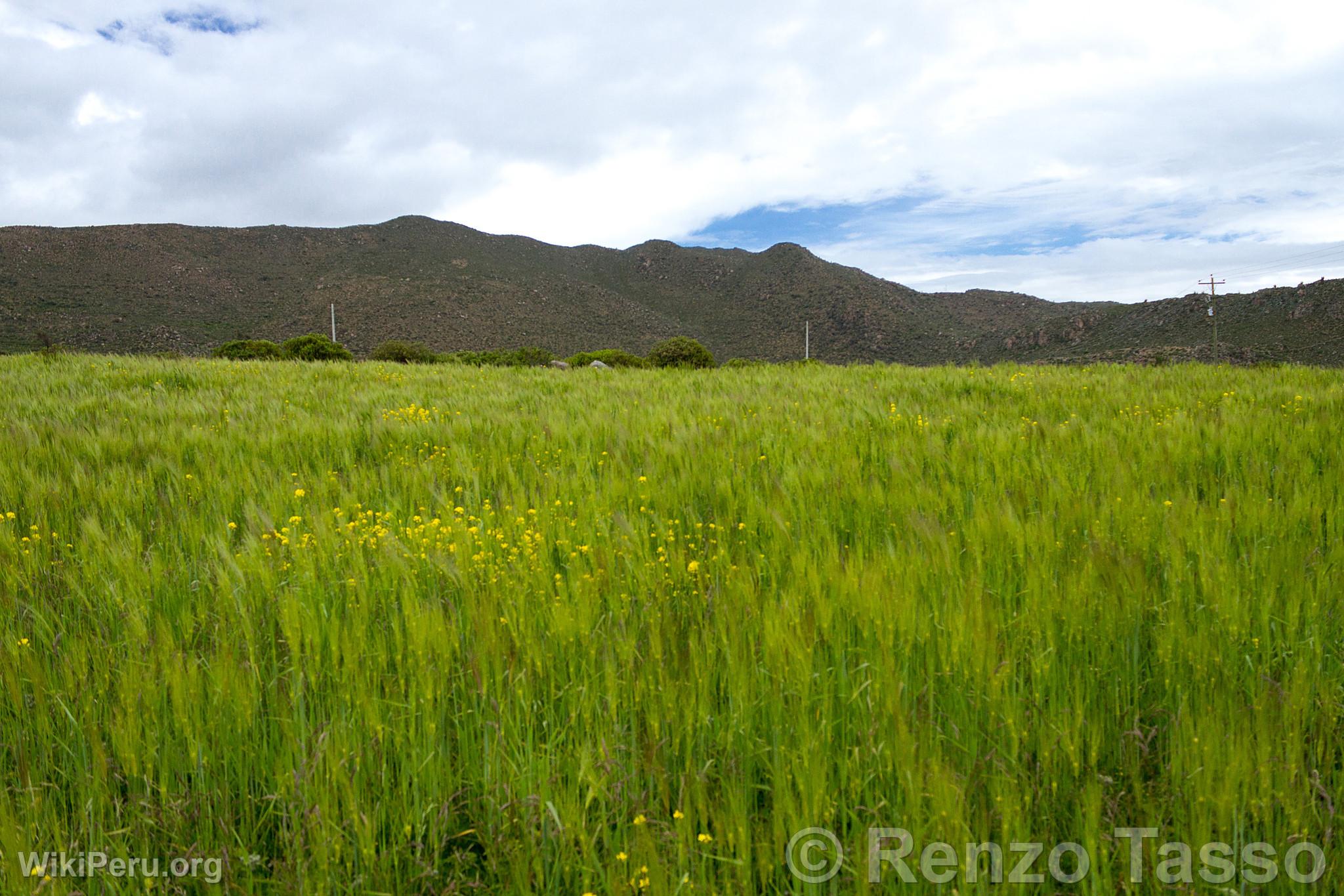 Champs d'orge dans le Colca