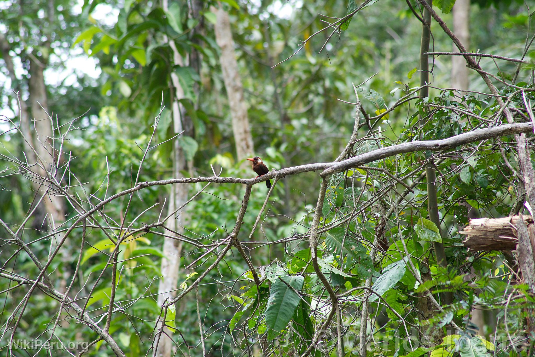 Jacamar  Oreille Blanche