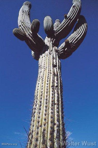 Cactus chandelier