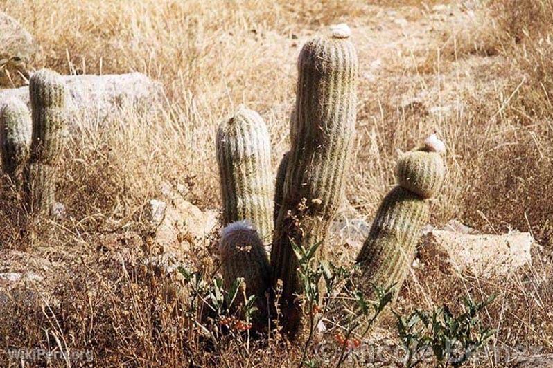 Cactus. Cordillre Blanche