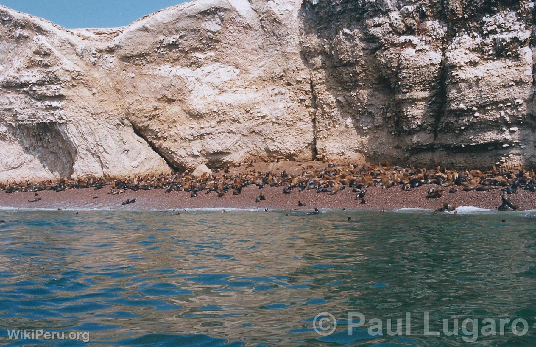 Iles Ballestas, Paracas