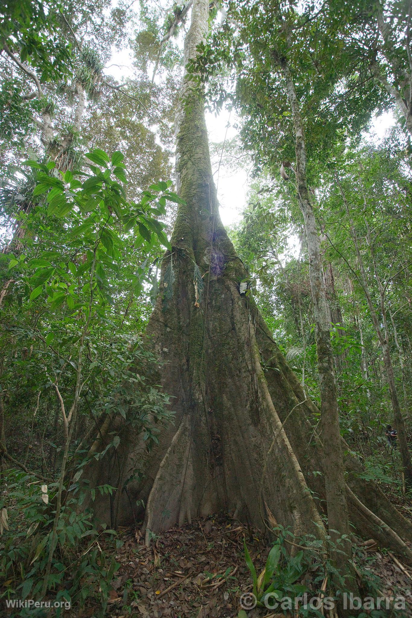 Arbre de Ceiba