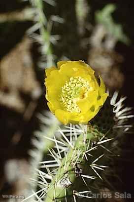 Fleur de figue de Barbarie