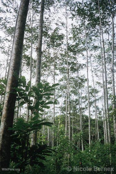 Plantation de marupa  Genaro Herrera