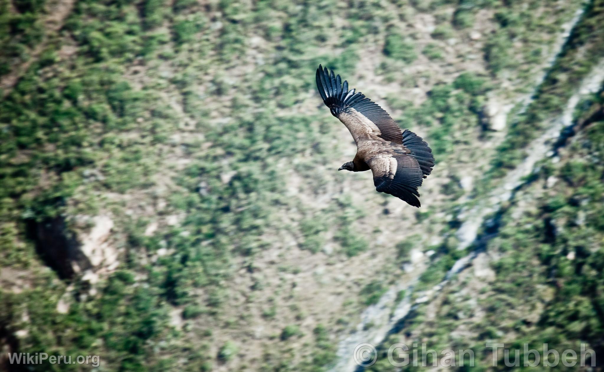 Condor andin