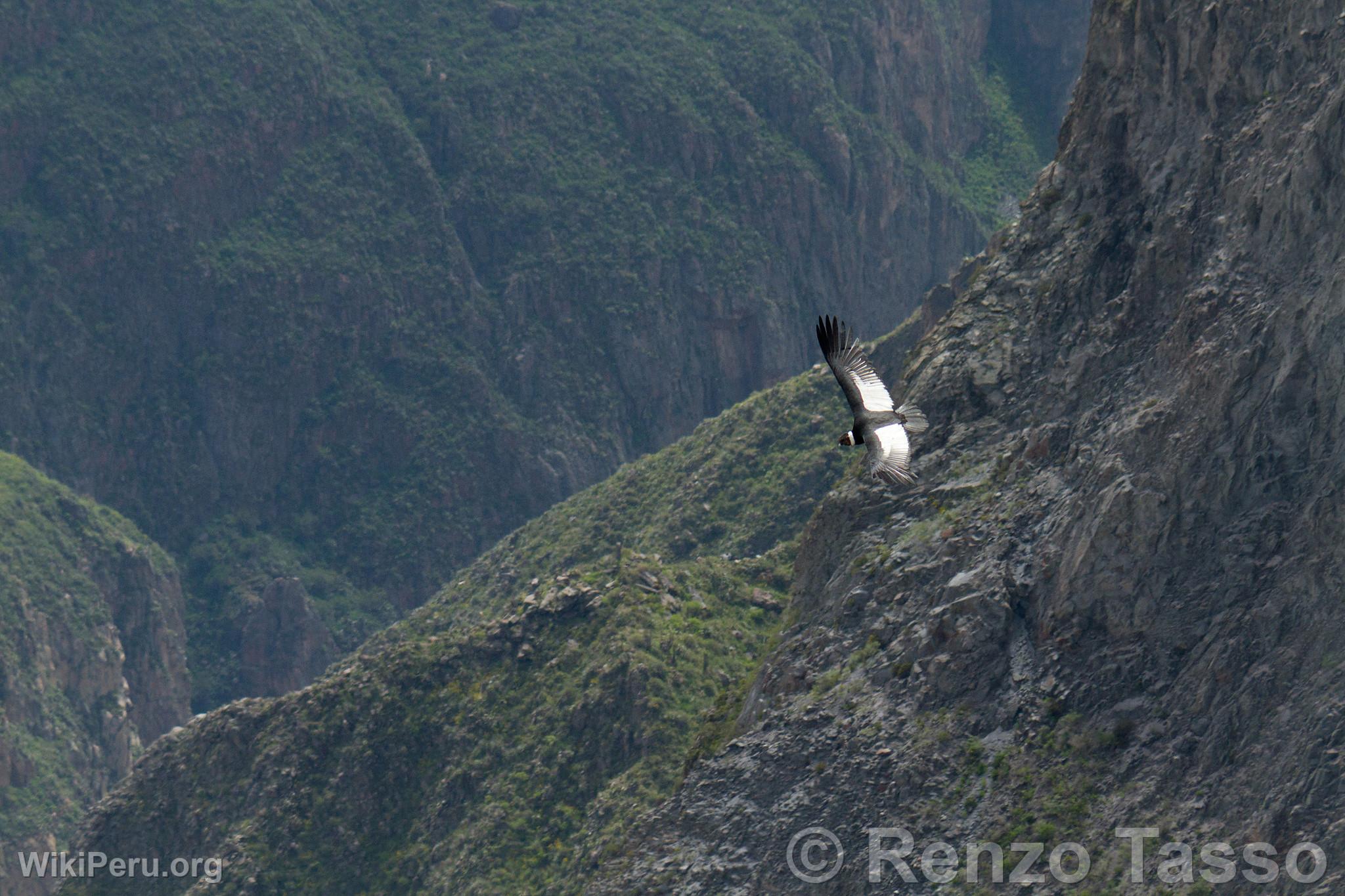 Condor au Colca