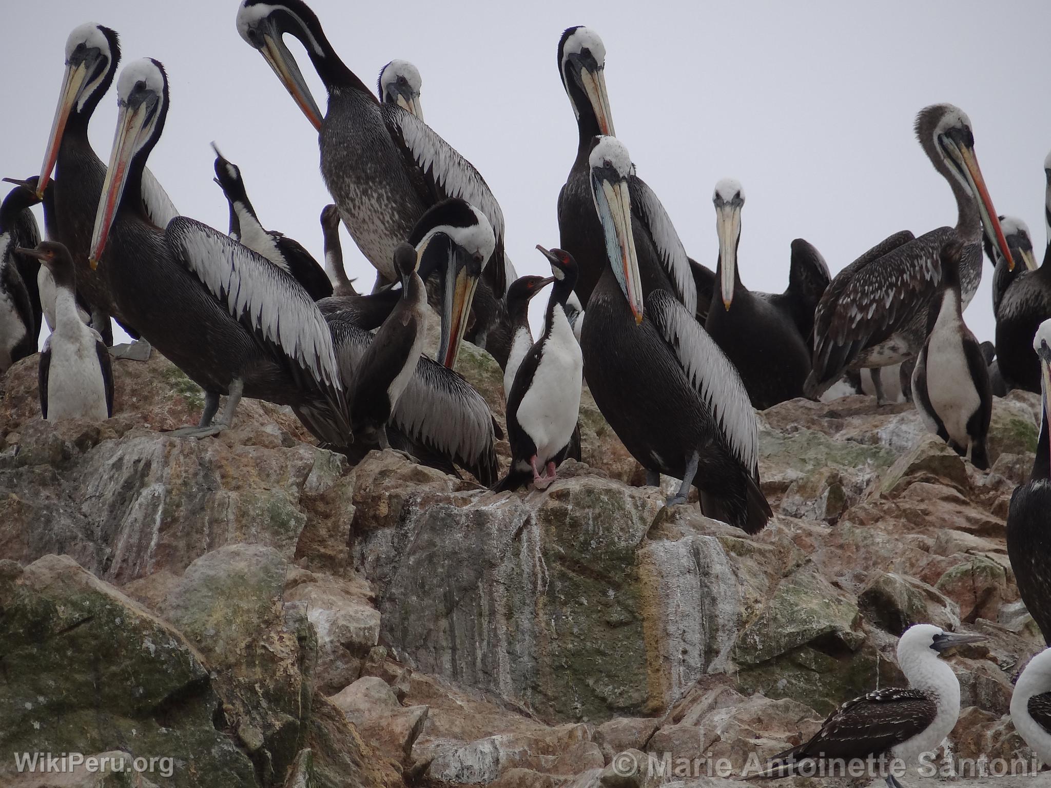 Iles Ballestas, Paracas