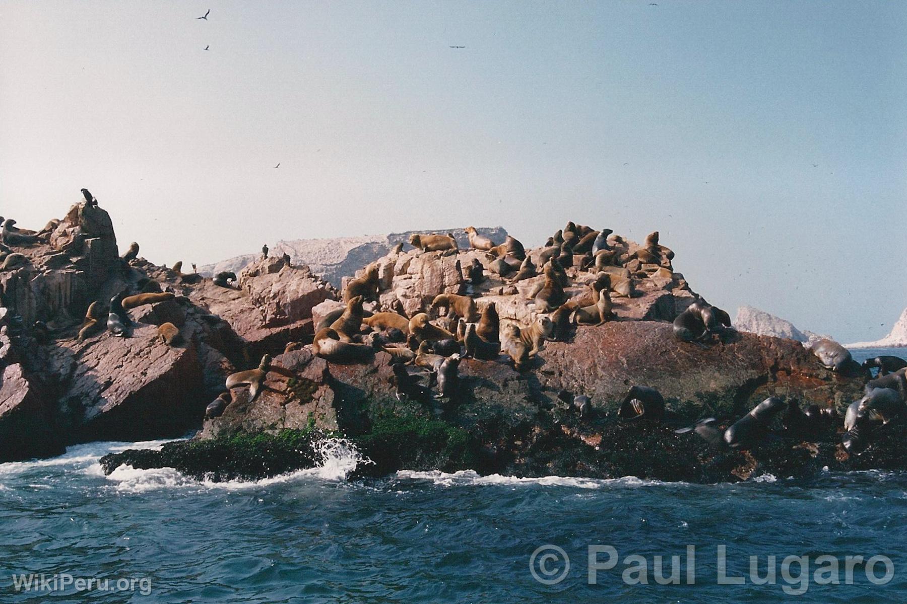 Iles Ballestas, Paracas