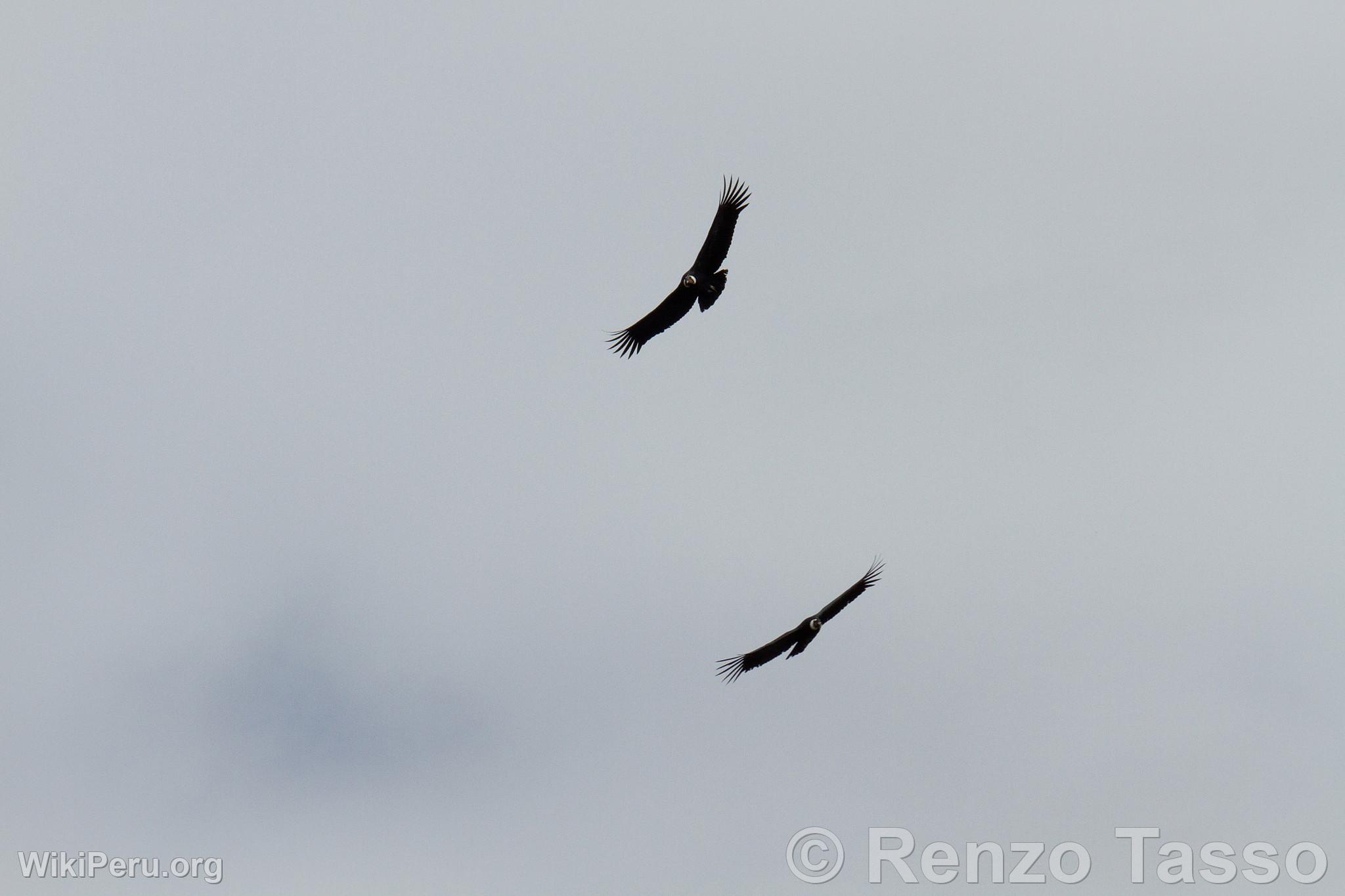 Condors dans le Canyon du Colca