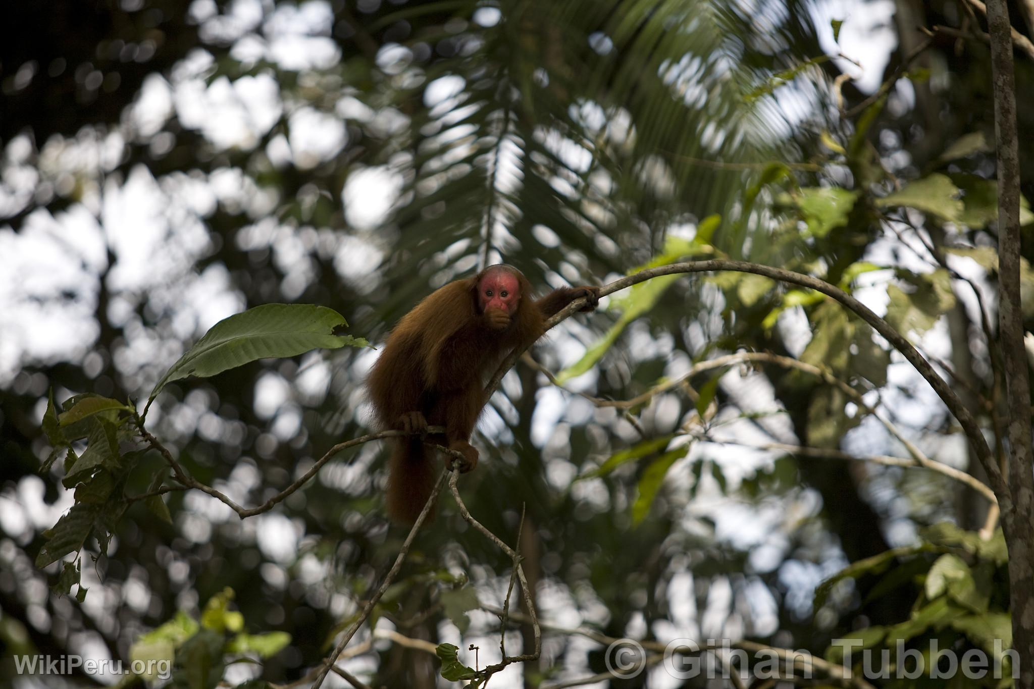 Singe  face rouge