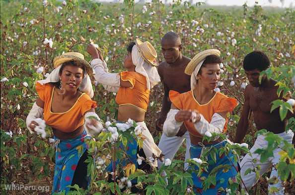 Culture du coton  Chincha