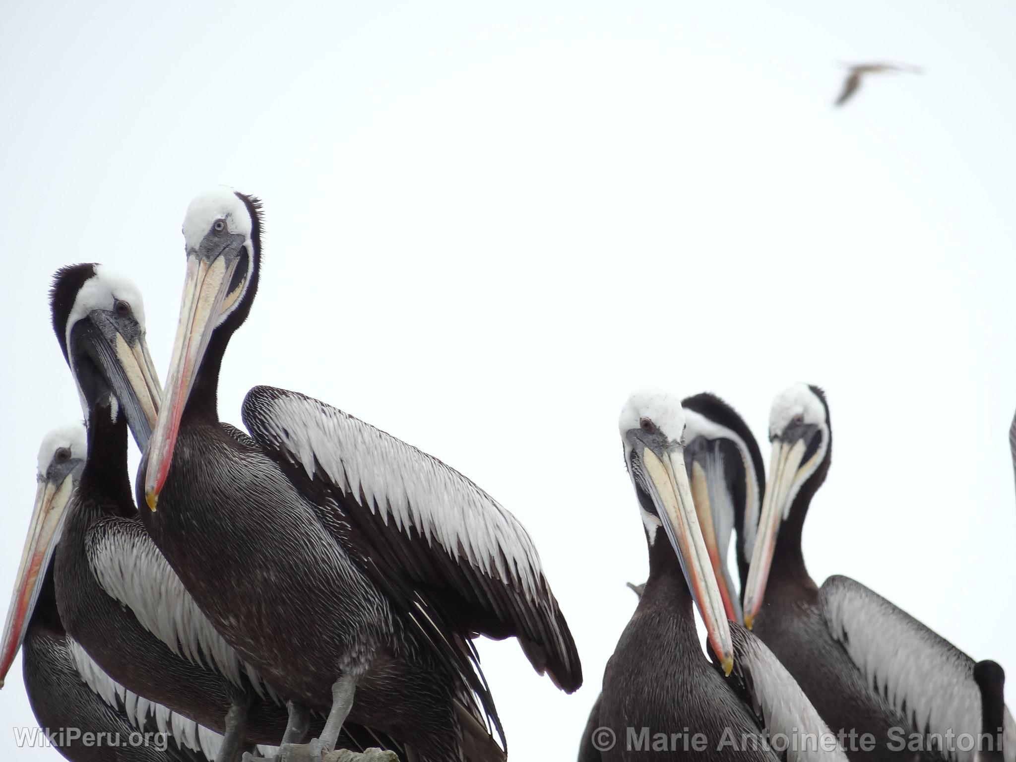 Iles Ballestas, Paracas