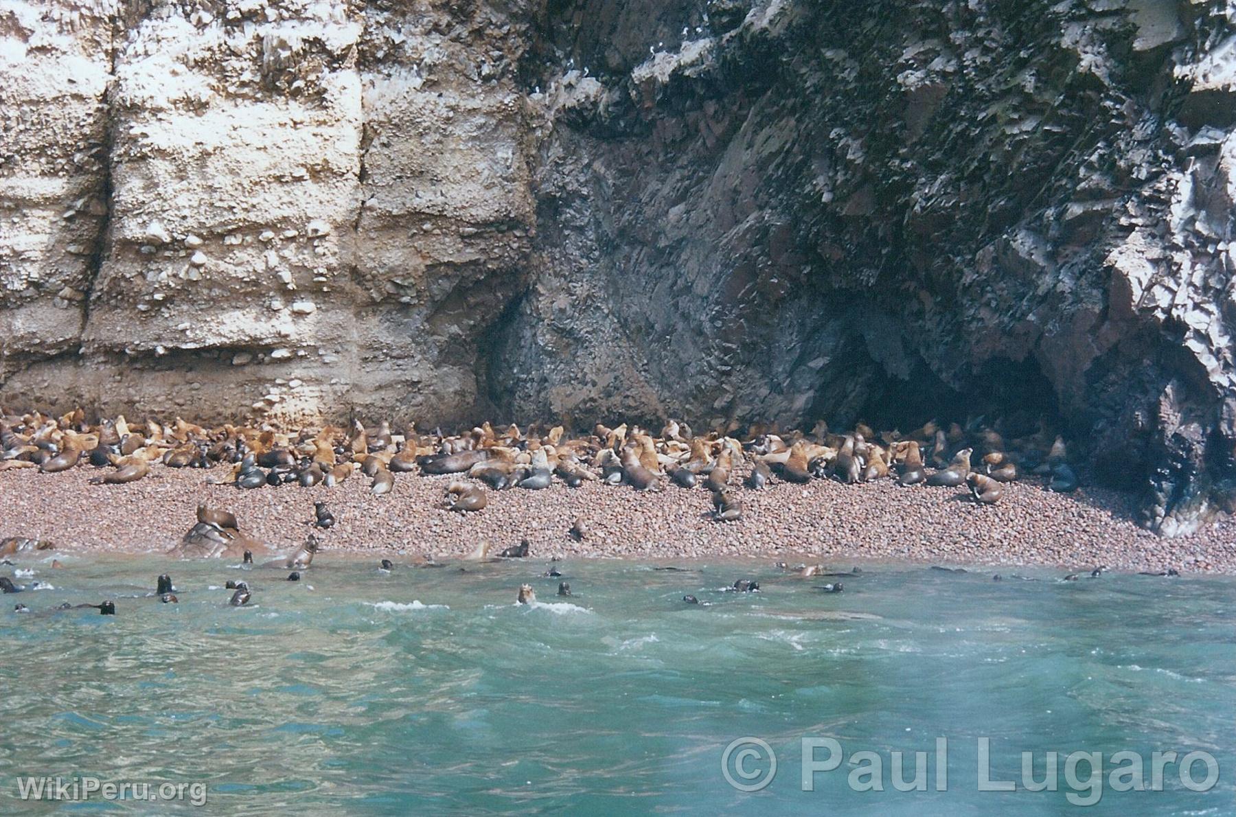 Iles Ballestas, Paracas