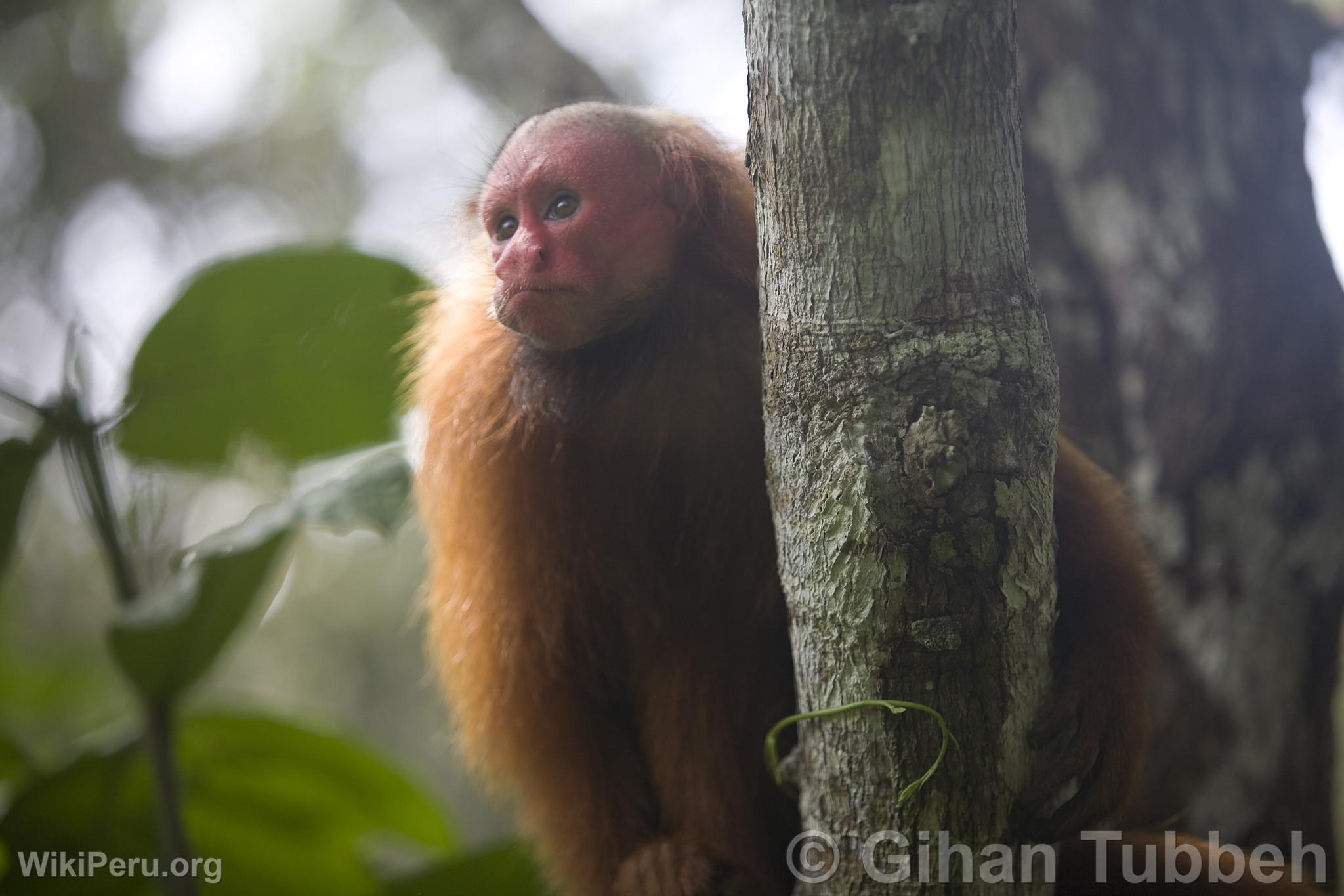 Singe  face rouge