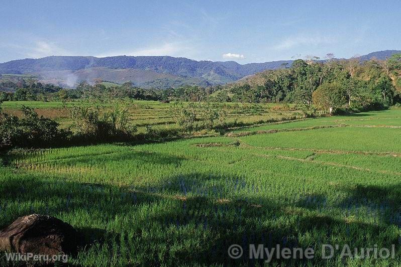 Plantations de riz