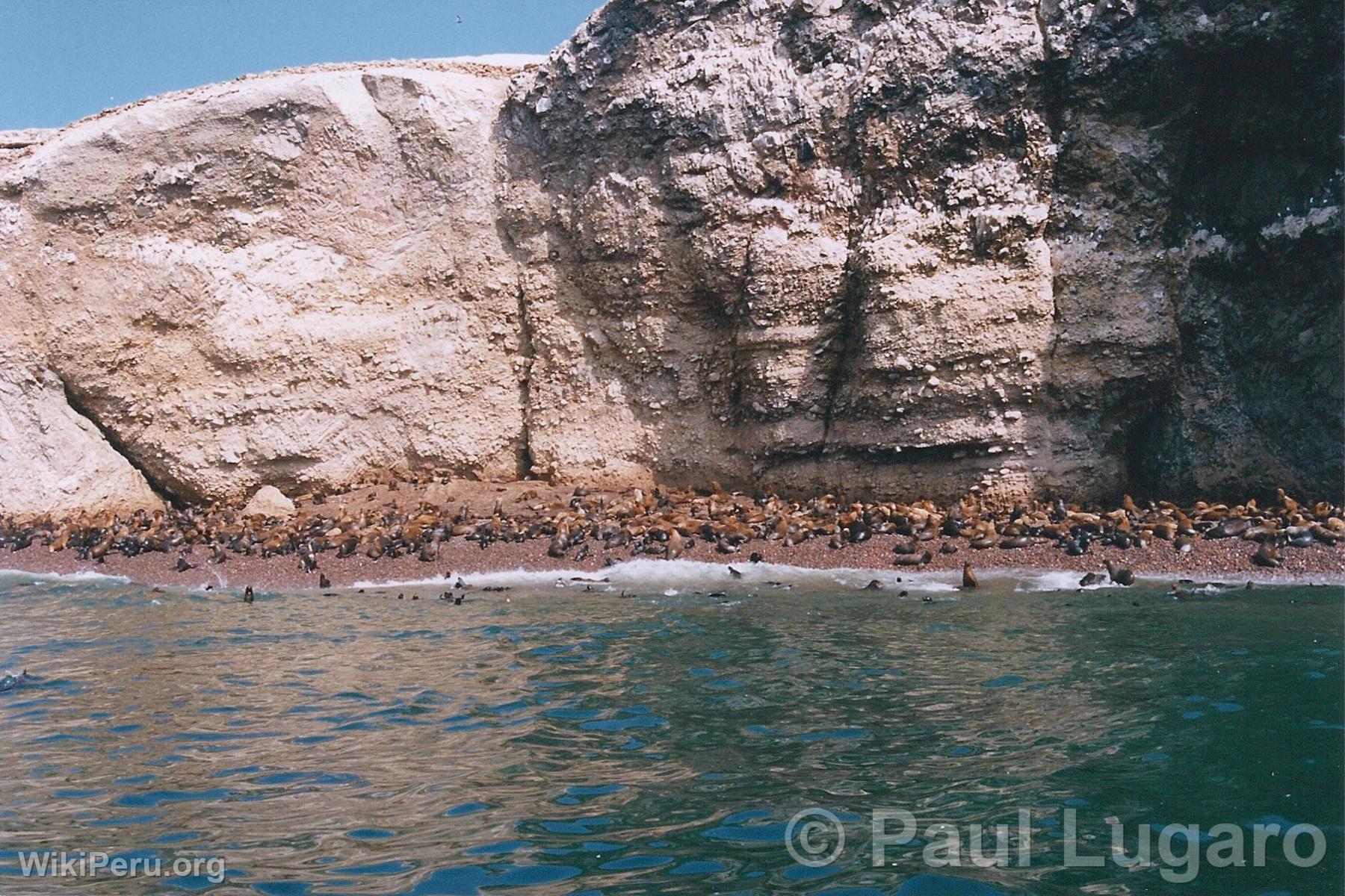 Iles Ballestas, Paracas