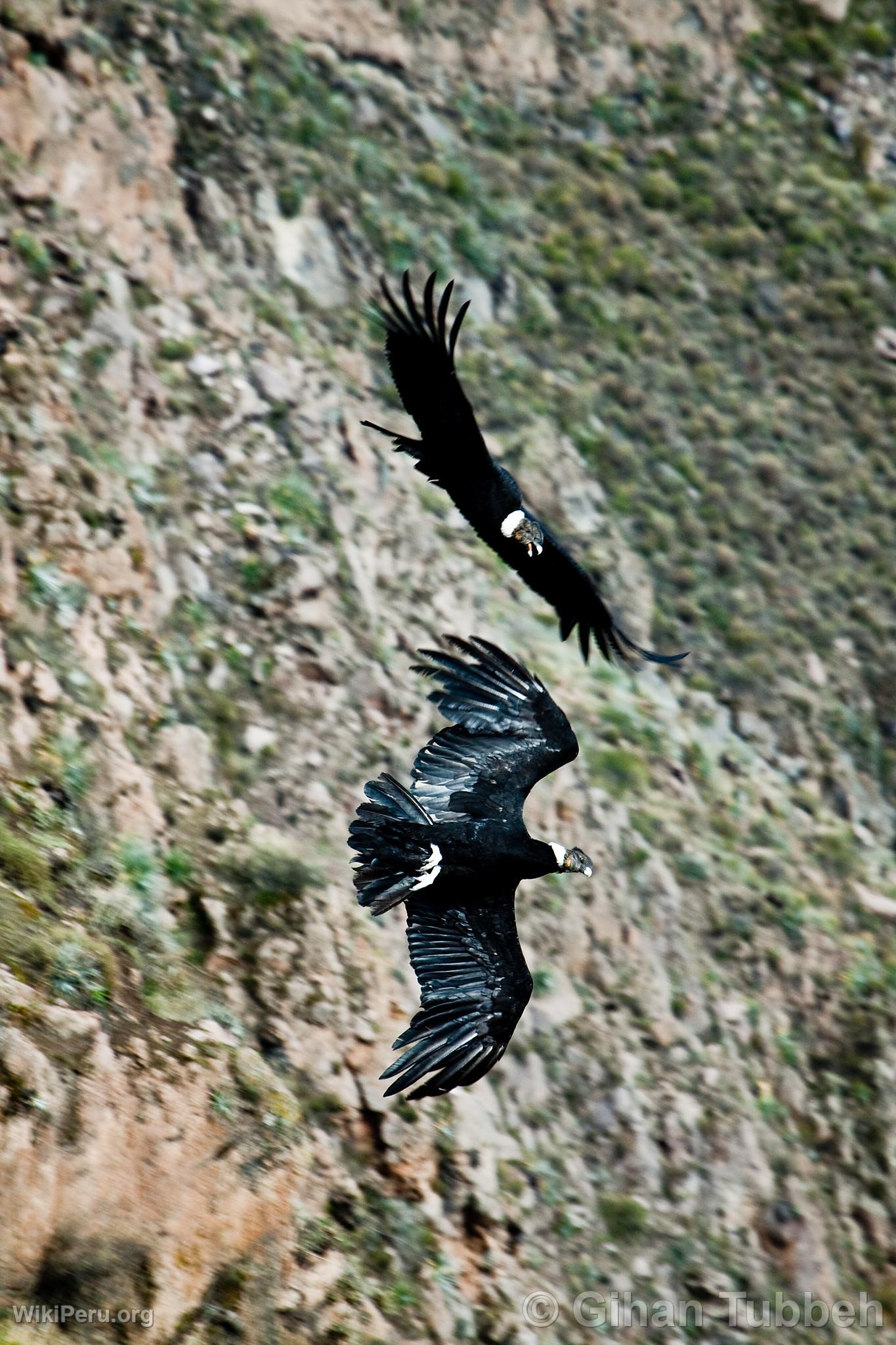 Condors andins