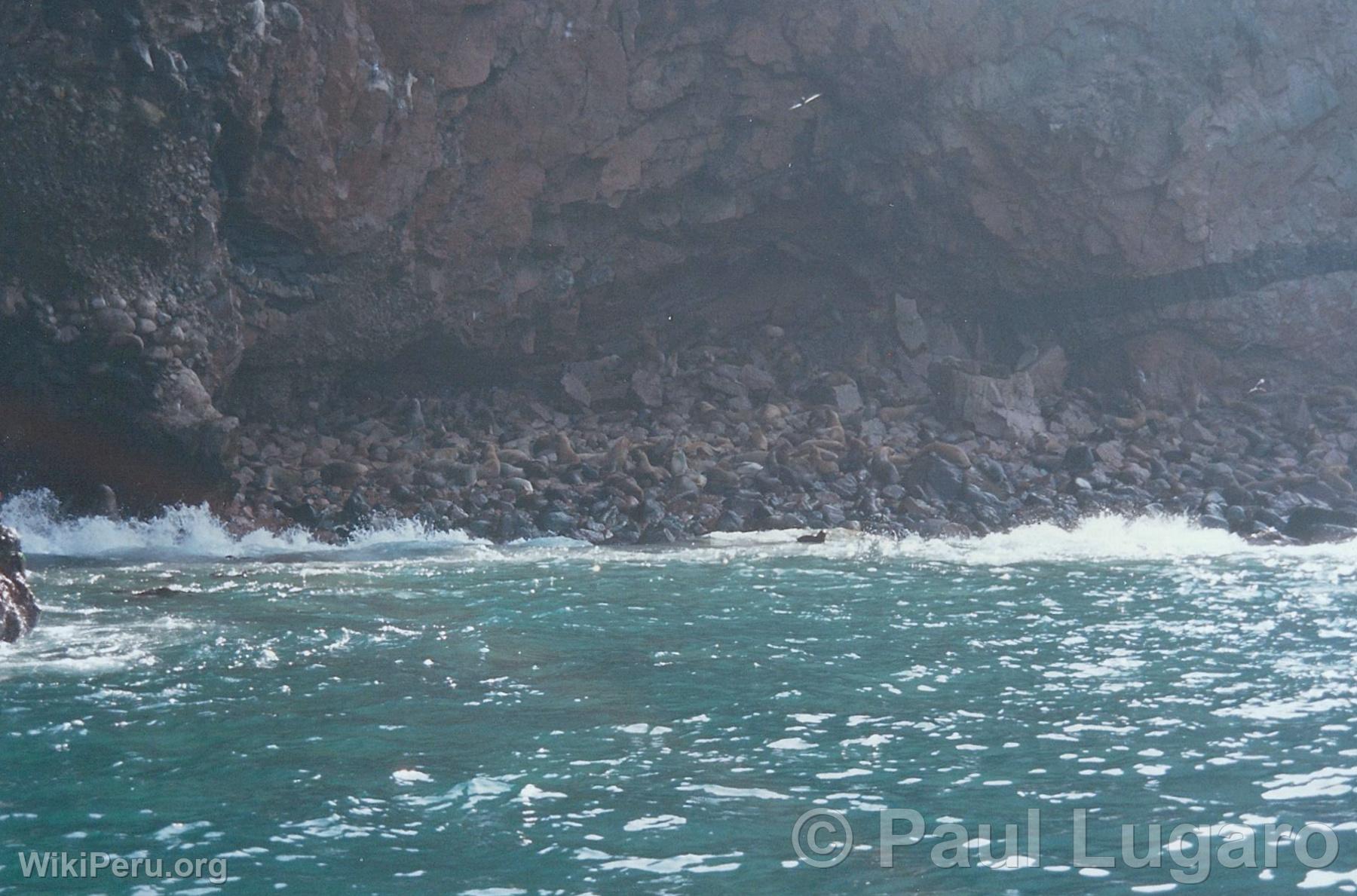 Iles Ballestas, Paracas