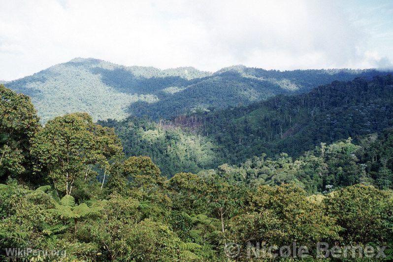 Haute jungle, Tingo Mara