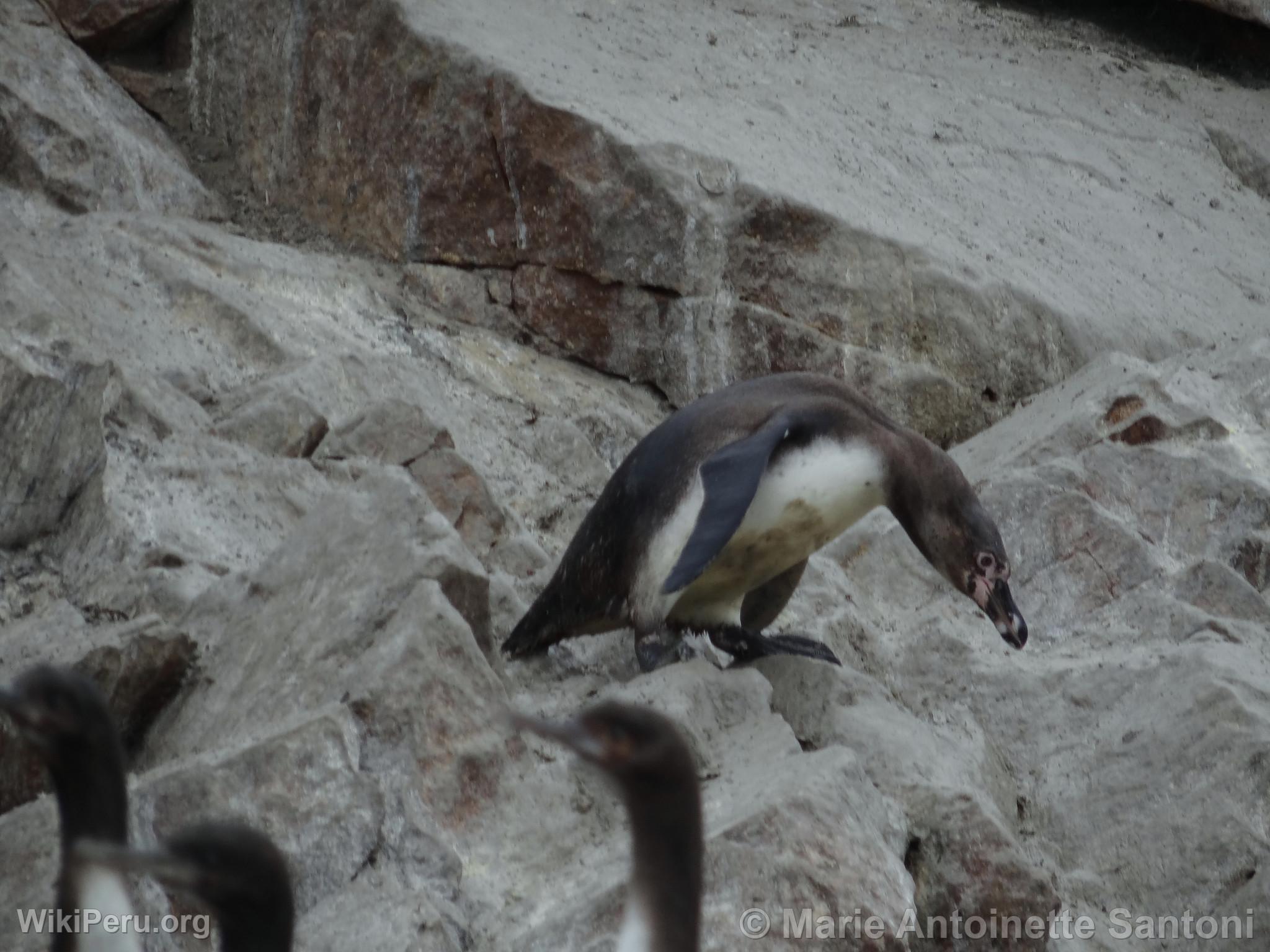 Iles Ballestas, Paracas