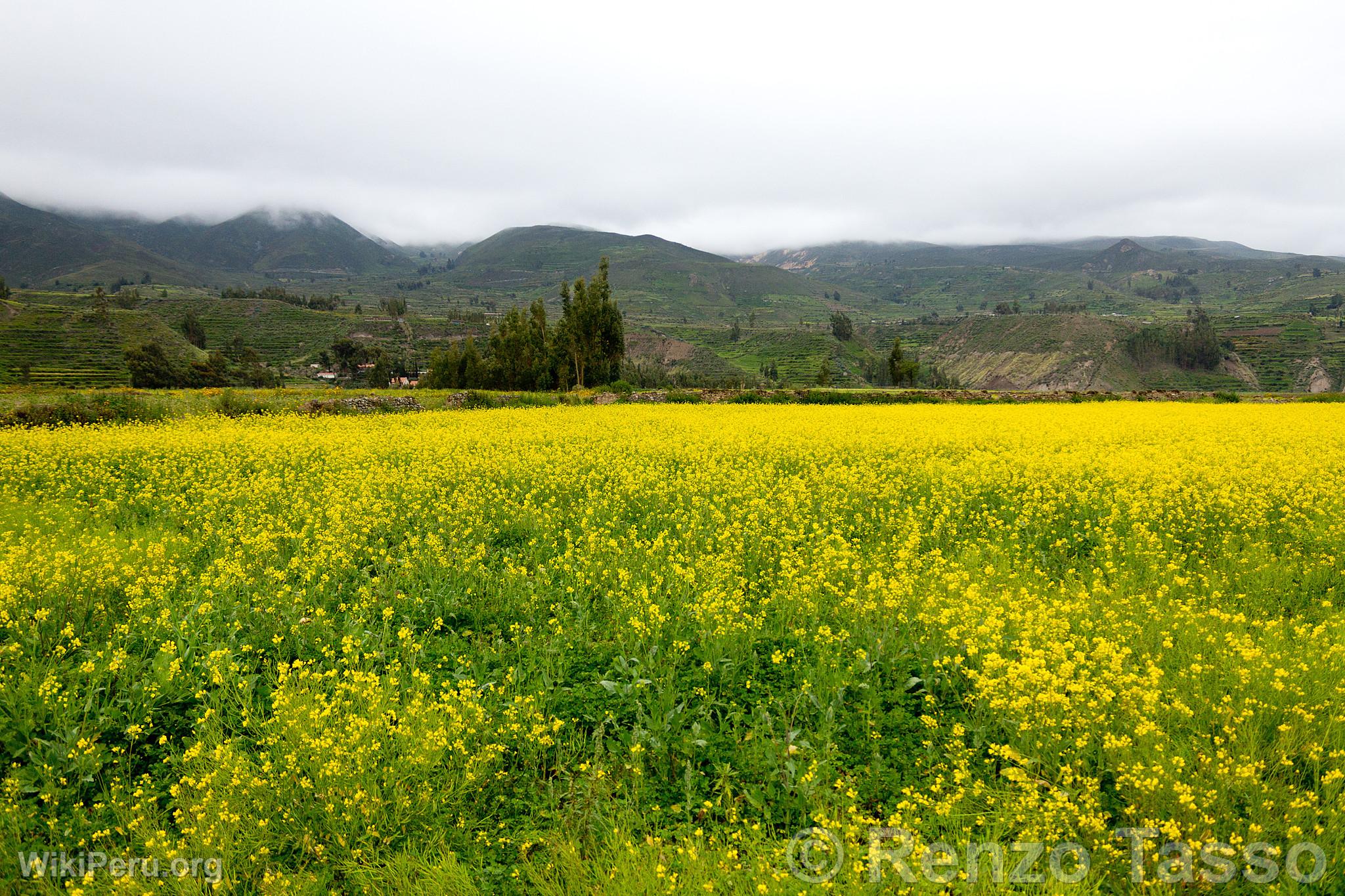 Campagne dans la valle du Colca