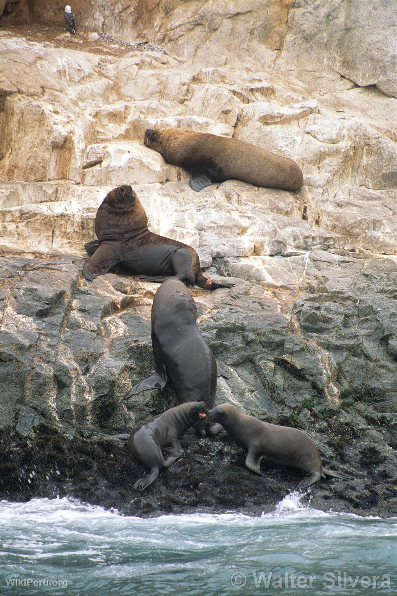 Loups de mer aux les Palomino, Callao