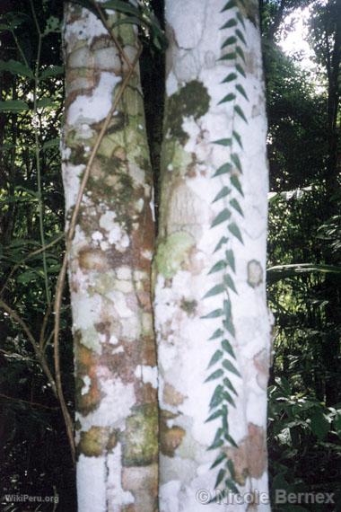 Symbiose de vie. Fougre et champignons sur un tronc d'arbre